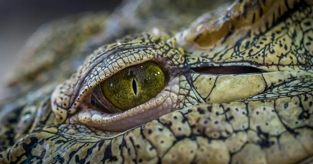 Terre de Dragon in Civaux